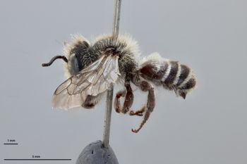 Media type: image;   Entomology 626872 Aspect: habitus lateral view